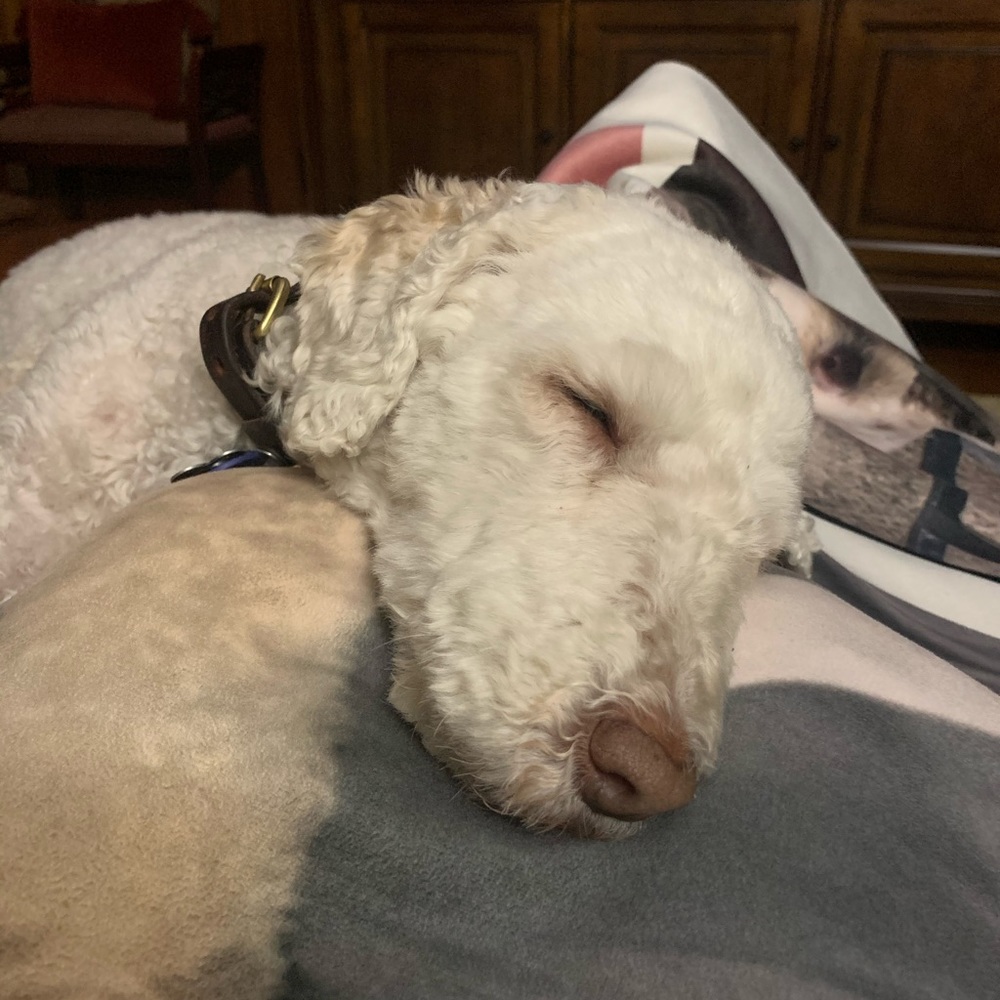 Meet your Posher, Jacqueline